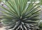 Agave plant close up in the Mexican Oaxaca region
