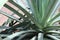 Agave plant close up of rosette