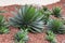 Agave plant decorative