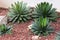 Agave plant decorative