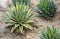 Agave plant decorative