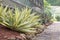 Agave plant decorative at sidewalk