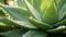 Agave plant with dewdrops on stems. Close up of an exotic Agave Plant growing in nature. Mexican plant rich in vitamins and