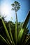 Agave plant with flower stalk and sun with lens flare