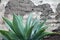 Agave Plant in front of a Grunge Wall