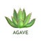 Agave plant green flower logo colorful vector illustration