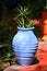 Agave plant growing in tall blue painted urn