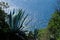 Agave plant on the hills of the Cinque Terre. In the background the Mediterranean sea