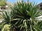 Agave plant with long leaves. Several agave bushes. Gardening of parks, personal plots and courtyards. Evergreen
