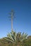 Agave plant with mast and large rosette