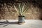 Agave plant in a metal pot