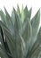 An agave plant over white background