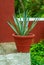 Agave plant in pot, very common in Mexico, taken from Tecoh