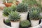 Agave plant in potted decorative