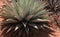 Agave Plant, Sedona, Arizona