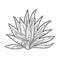 Agave plant sketch vector illustration