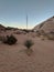 Agave plant with towering mast at Valley of Fire, Nevada