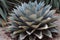 The agave is a plant from which a liquid is distilled that serves to make the famous Mexican tequila