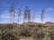 Agave plants in AlmerÃ­a, Spain