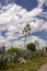 Agave plants with flowers, landscape in Vrystaat, South Africa