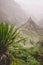 Agave plants in front of lombo de pico rock in Xo-xo valley. Trekking path number 202 over Rabo Curto to Ribeira da