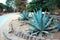 Agave plants at History of Irrigation Museum, King City, California