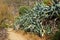 Agave plants in Morocco