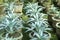 Agave plants potted in a large clay pots