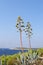 Agave plants and sea landscape