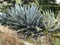 Agave plants in southwest California