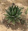 Agave plants in southwest California