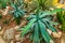 Agave plants in a tropical garden, popular tropical plants from America, Decorative garden and houseplants