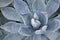 Agave Potatorum Plant