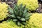 Agave regina victoriae Succulent with Yellow Sedum