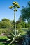 Agave salmiana or agavaceae flowering