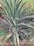 AGAVE SALMIANA /PULQUE AGAVE