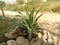 Agave salmiana or  Pulque Agave decorative plant