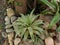 Agave salmiana or  Pulque Agave decorative  plant at outdoor