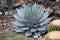 Agave sebastiana, Cedros Island Agave