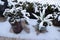 agave and a small potted tree in the snow