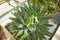 Agave Species, King Ferdinand Agave, Century Plant, Maguey Agave nickelsiae plant, flower growing in Dublin, Ireland.