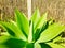 Agave with Straw fence background.