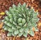 Agave succulent plant, freshness leaves with thorn of Queen victoria century agave