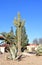 Agave succulent and Saguaro cactus at xeriscaped city street corner