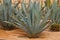 Agave tequilana, commonly called blue agave