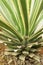 Agave tequilana, commonly called blue agave or tequila agave, is an agave plant that is an important economic product of Jalisco,