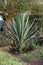 Agave tequilana plant