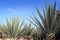 Agave tequilana plant for Mexican tequila liquor