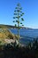 Agave tree on the beach