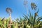 Agave tree branch stretching to the sky on the Algarve, Portugal, Europe